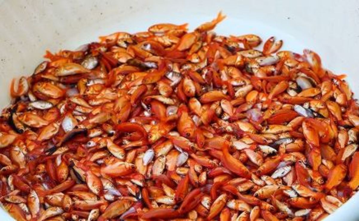 خطر تماس با میکروب سالمونلای ماهی قرمز