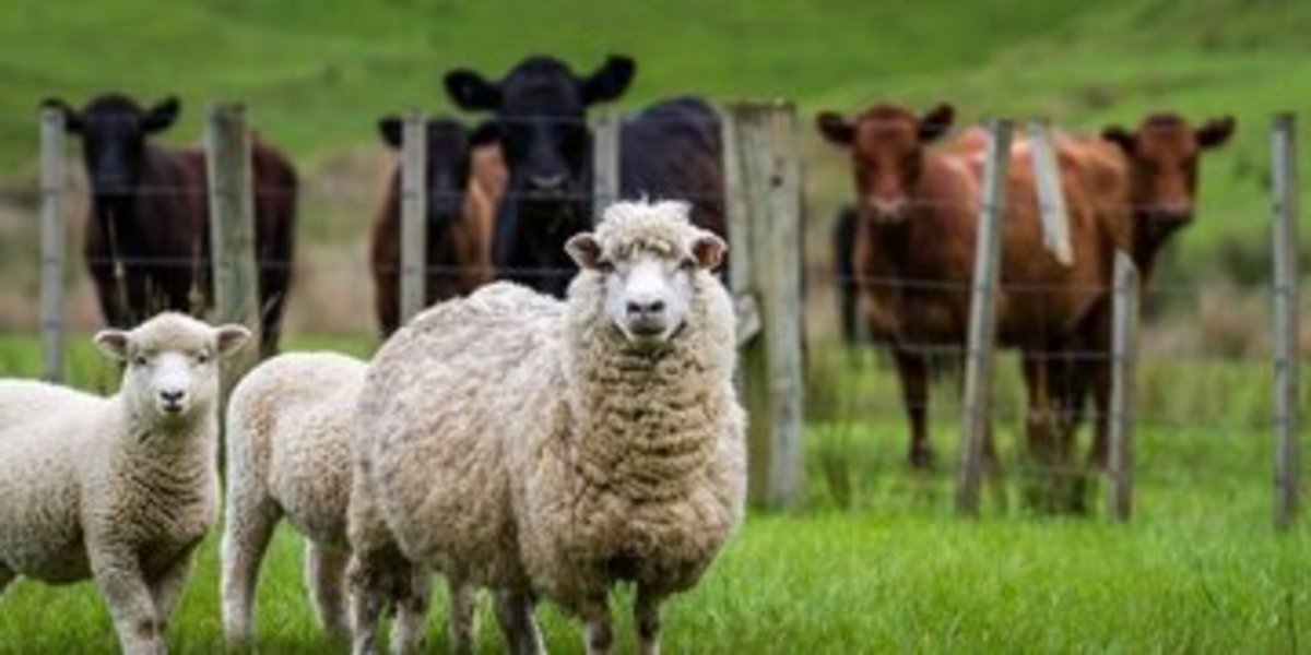 با شمارش گوسفند‌ها بخوابید آیا این روایت از نظر علمی مورد تائید است؟