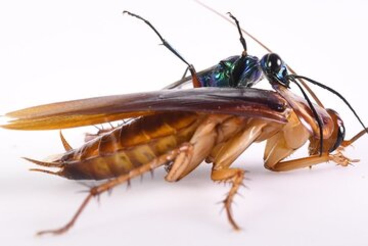 کشف سوسک زنده داخل ریه یک بیمار هندی