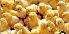 افزایش جوجه ریزی در مرغداری‌های همدان