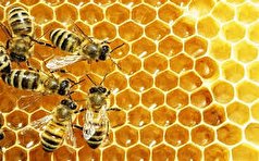 باورهای غلط و اشتباه  درباره عسل