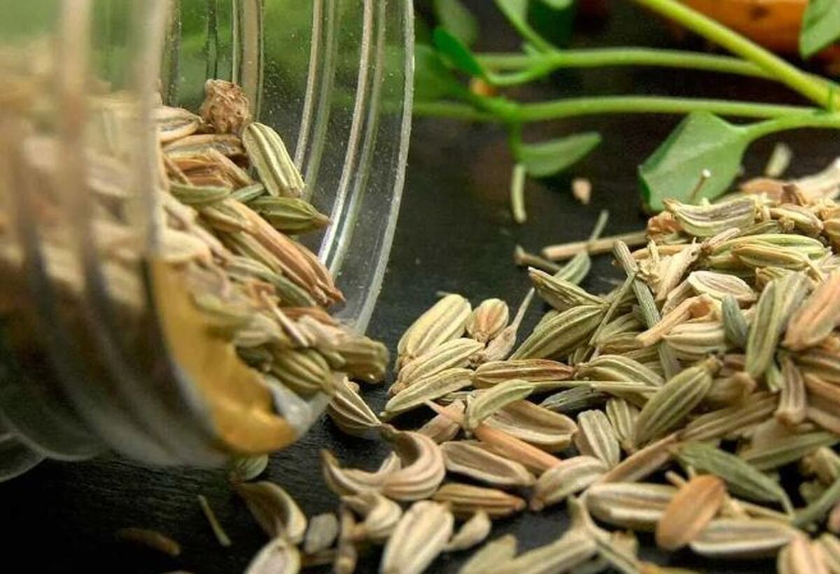 اگر بدانید رازیانه چه خواصی برای پوست دارد خوراک هر روزتان می‌شود