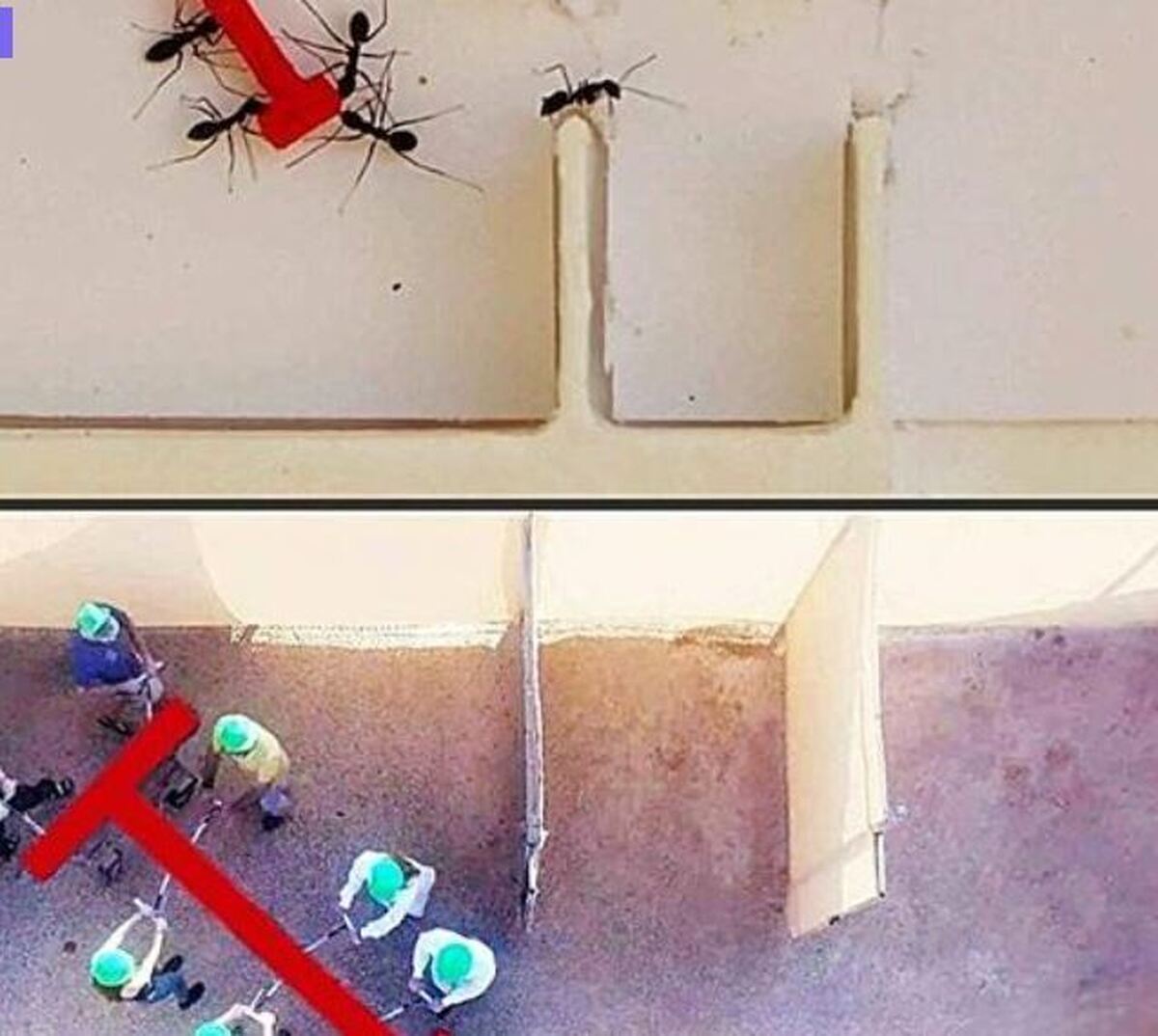 مورچه‌ها در انجام کار گروهی موفق‌تر از انسان ها!