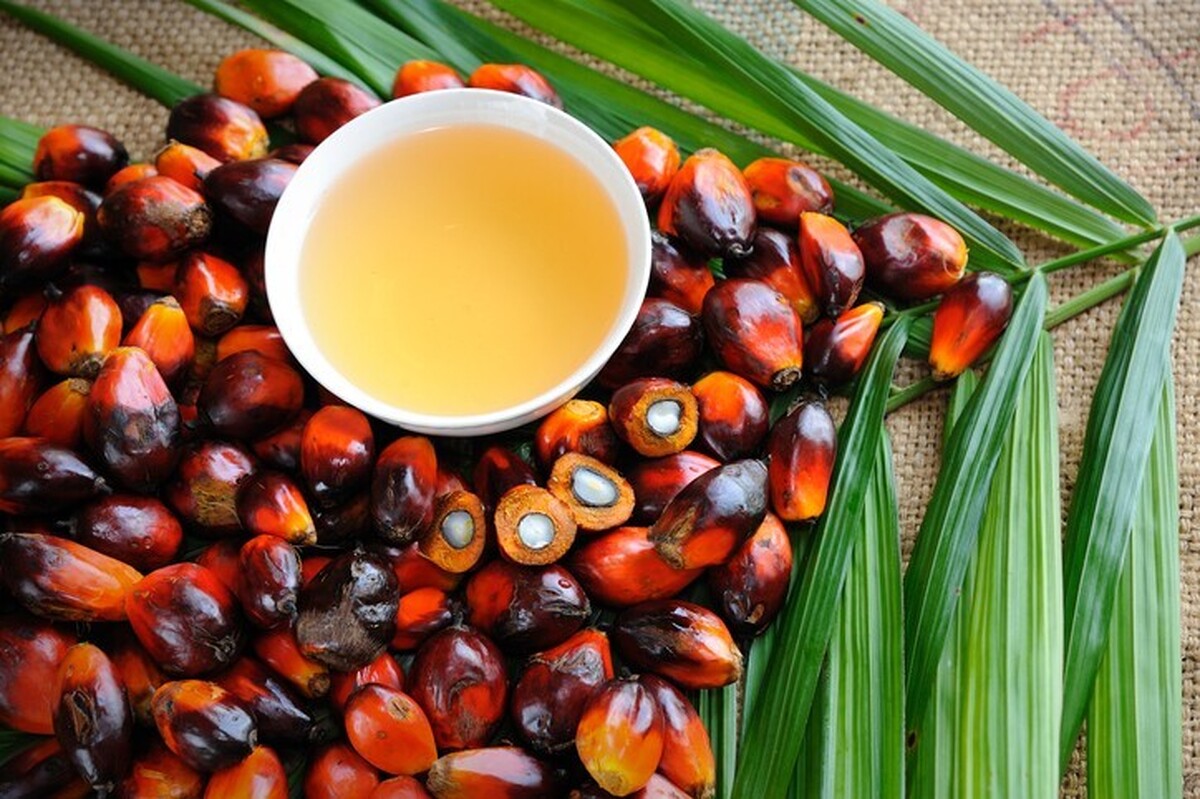 روغن پالم چگونه استخراج میشود؟