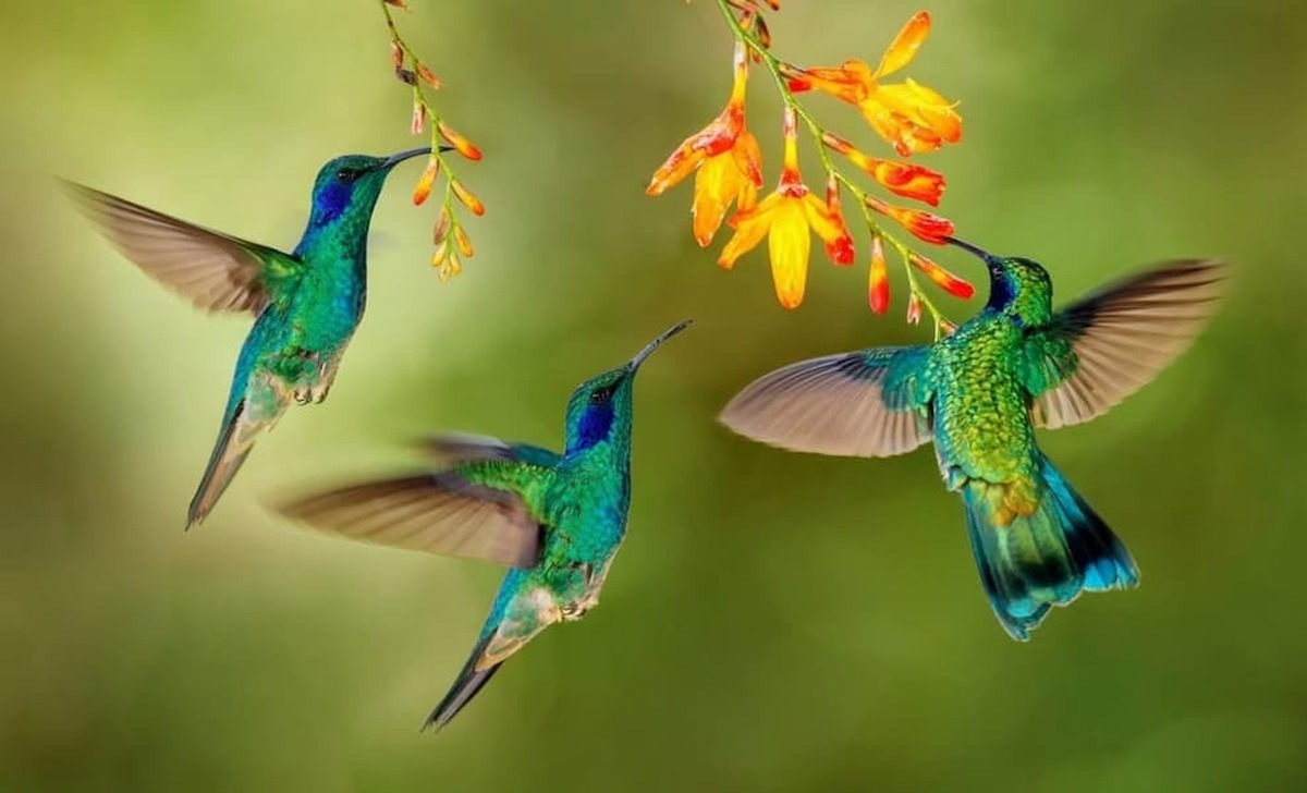 بال‌های مرغ مگس‌خوار ایده‌ای برای پرواز ربات‌ها