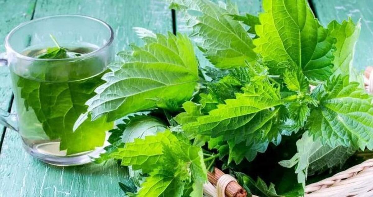 درمان بریدگی‌ها و زخم‌های عمیق پوستی با گیاه طبیعی گزنه