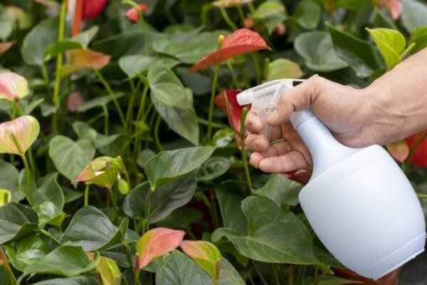 چه گیاهانی مستعد ابتلا به سفیدک پنبه‌ای هستند و چگونه آنها را نجات دهیم؟