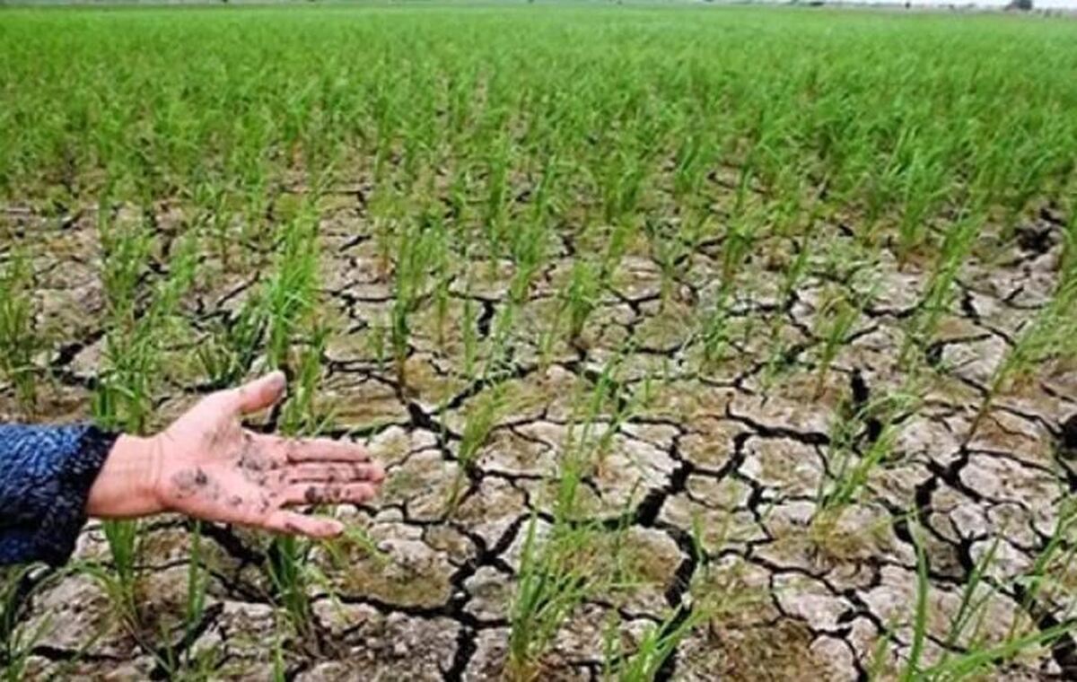 سبز شدن زمین اتفاقی مثبت یا منفی؟