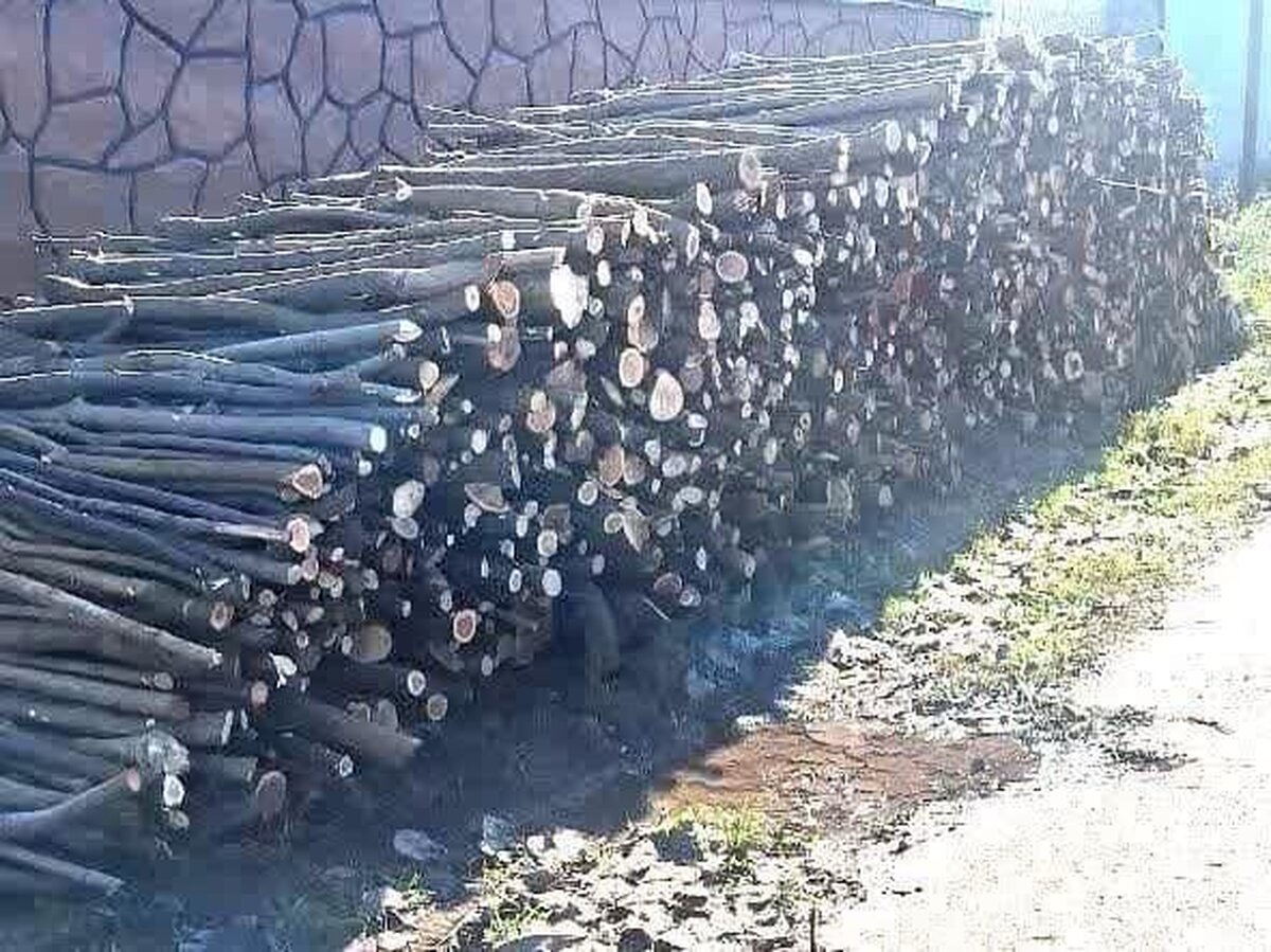 ۲۰ تن چوب جنگلی قاچاق در خمام توقیف شد