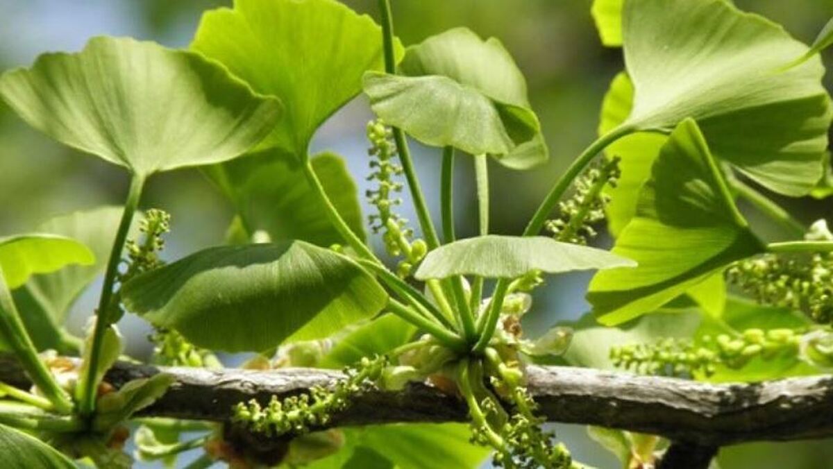 ۲۱ خاصیت حیرت آور و اعجاب انگیز «جینکوبیلوبا»