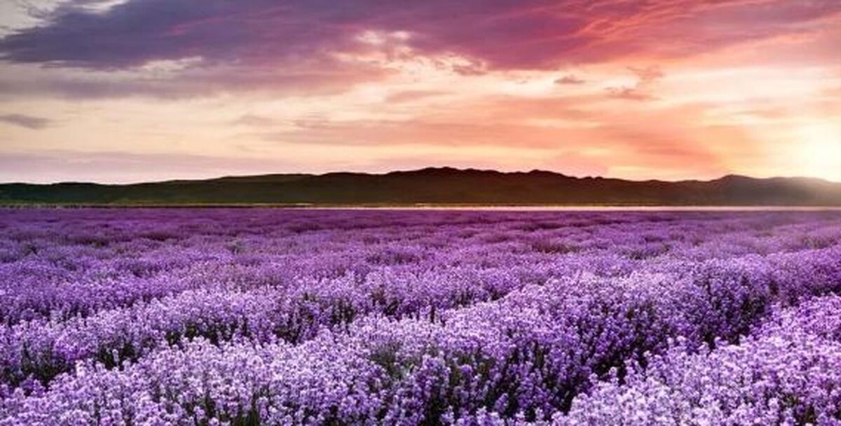 طبع و خواص باورنکردنی درمانی گیاه خودرو اسطوخودوس که نمی‌دانید