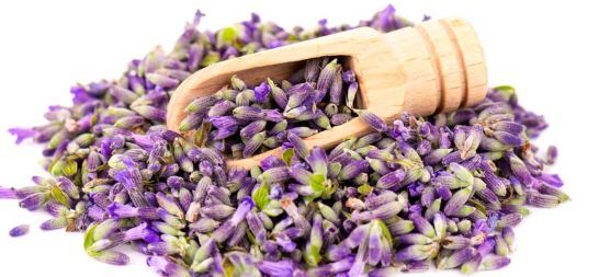 طبع و خواص باورنکردنی  درمانی گیاه خودرو اسطوخودوس که نمی‌دانید