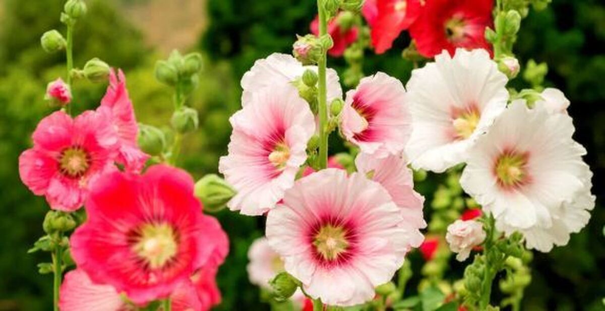 خواص قسمت‌های مختلف گل ختمی و ترکیبات شیمیایی و طبع این گیاه