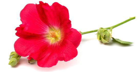 خواص قسمت‌های مختلف گل ختمی و ترکیبات شیمیایی و طبع این گیاه