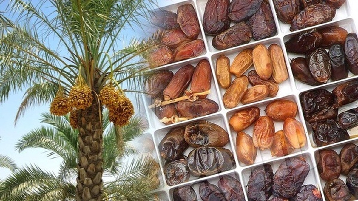 برگزاری پنج میز ملی به استان بوشهر واگذار شد