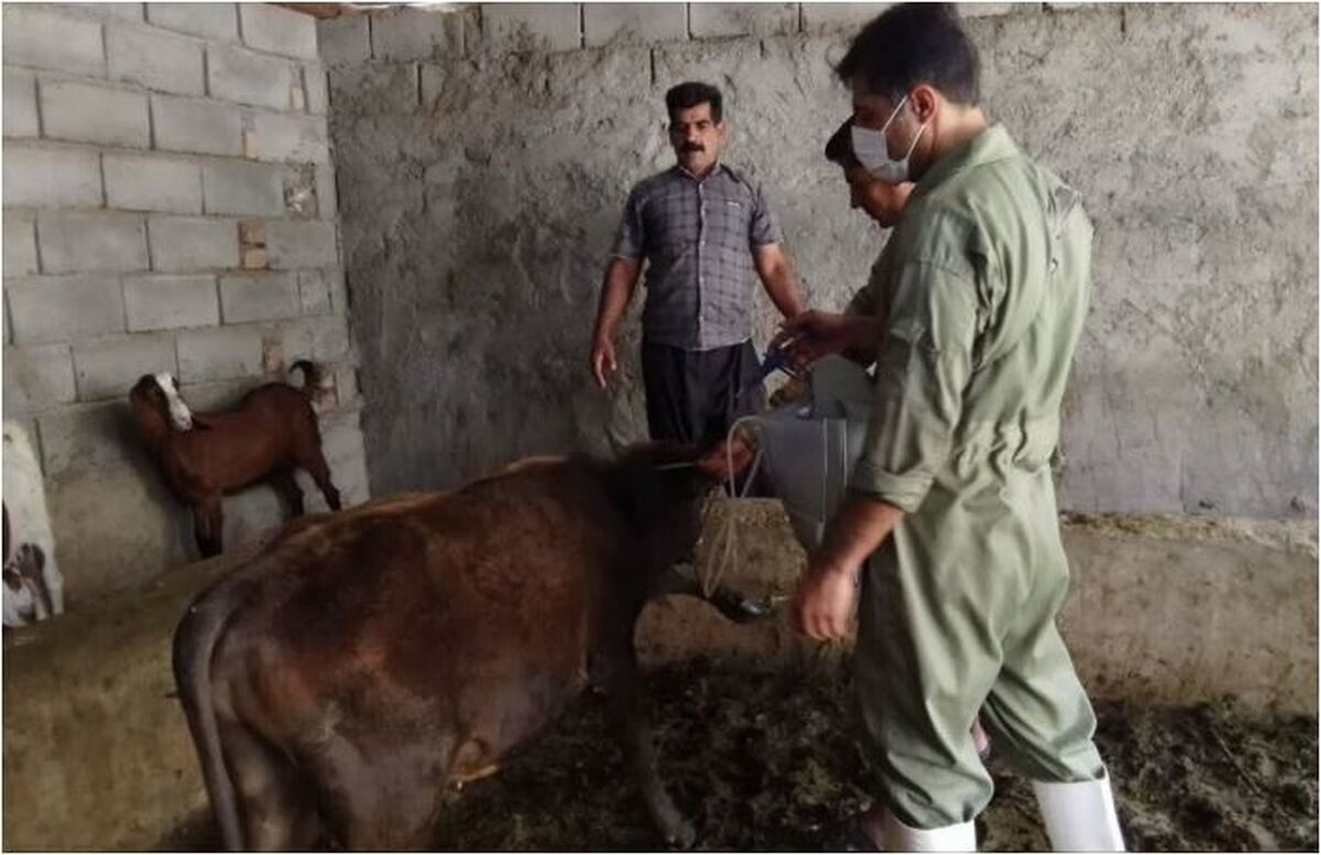 تب برفکی، سوغات پاکستان به ایرانی ها!