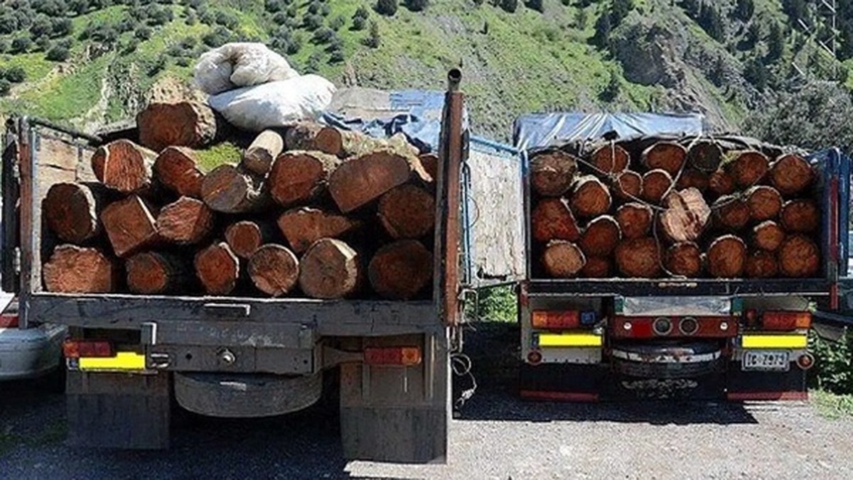 قاچاق چوب، تهدیدی برای محیط زیست