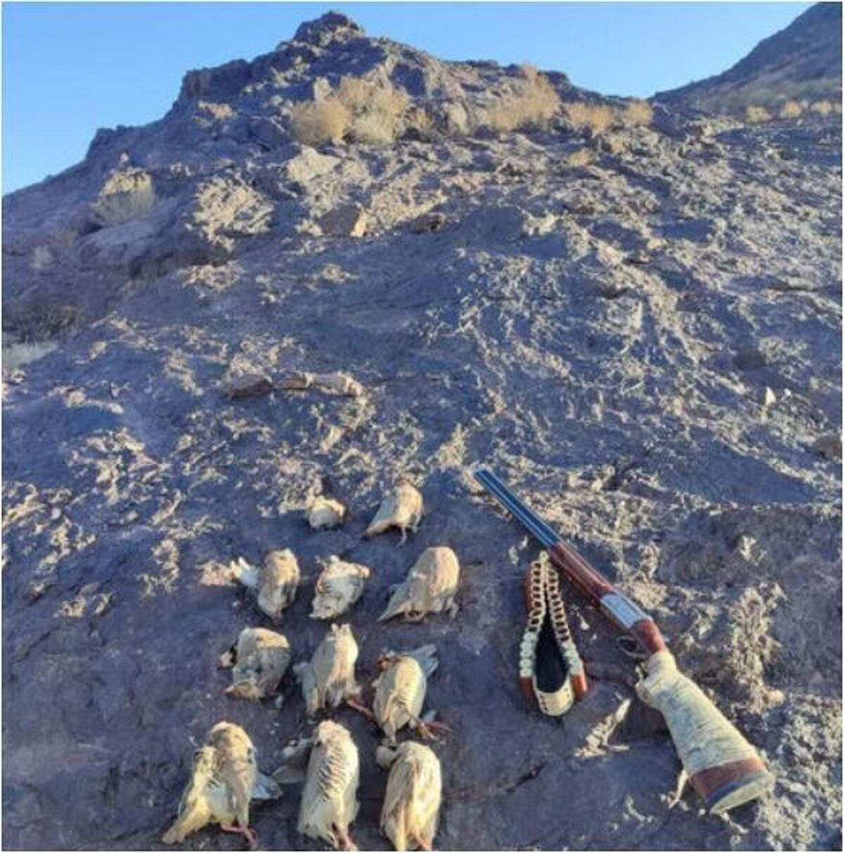 شکارچیان بی رحم ۱۱ تیهوی وحشی در این استان بازداشت شدند