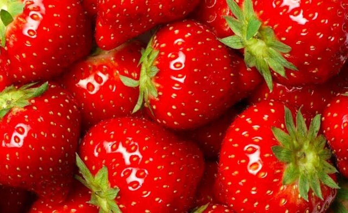 آقایان از خواص توت فرنگی غافل نشوید / خانم‌های باردار این میوه قرمز را بخورید تا پسر زا شوید