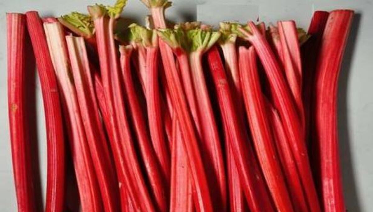 «ریواس» یک سبزی خوش طعم برای کاهش سطح کلسترول خون