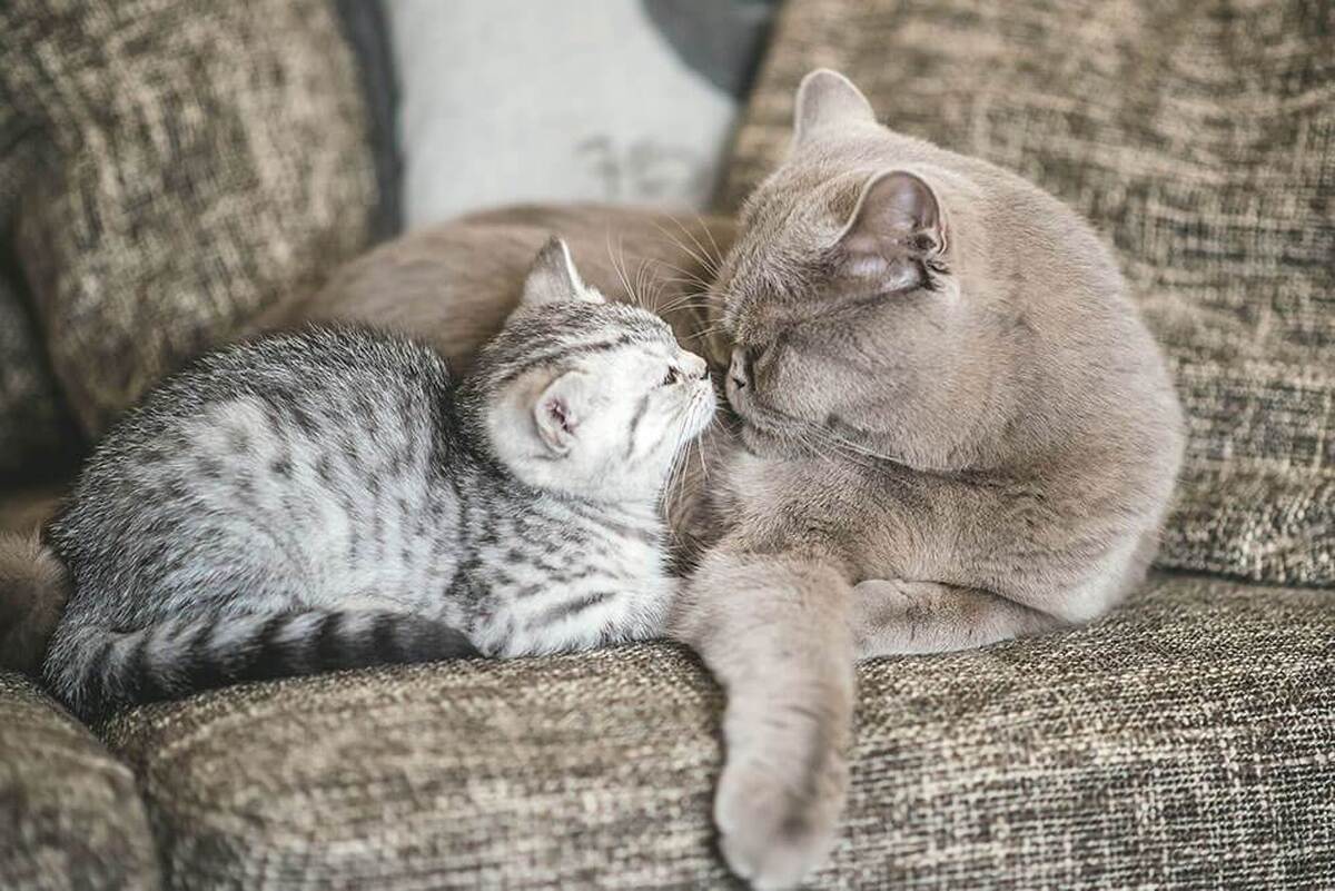 چند راهکار برای ایجاد ارتباط بین گربه مسن و بچه گربه