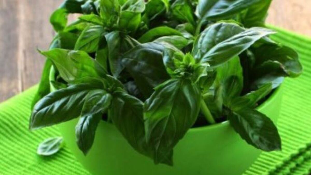 این سبزی معطر را سر سفره بیاورید و از این بیماری‌ها در امان بمانید
