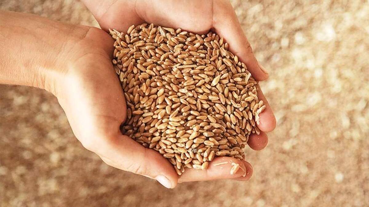 روسیه بیش از ۱.۶ هزار تن غله به اتیوپی برای کمک به پناهجویان اهدا کرد