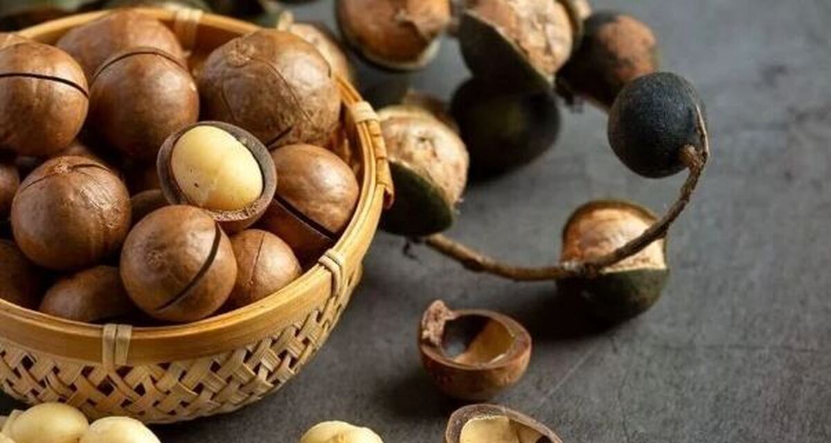 از خواص فندق برای مشکلات فرزندآوری و جنسی زنان و مردان غافل نشوید