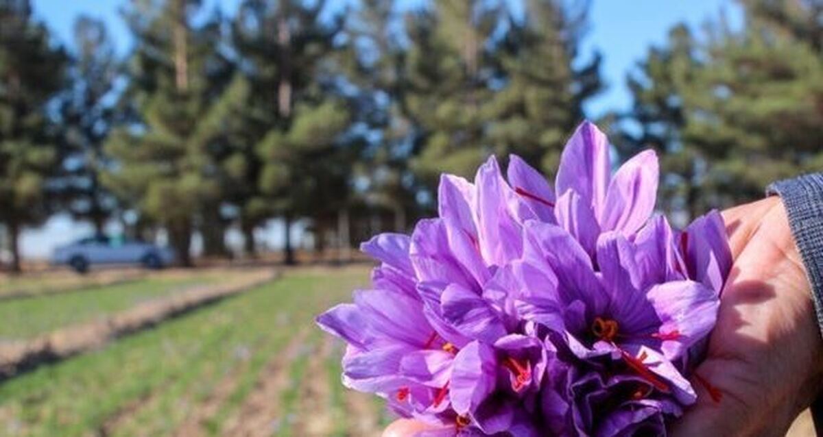 خواص درمانی در ارزشمند این ادویه گران بها را بشناسید