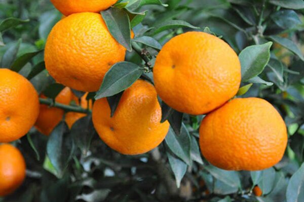 خوش عطر و بو‌ترین مربای عمرتون رو اینجوری درست کنید!