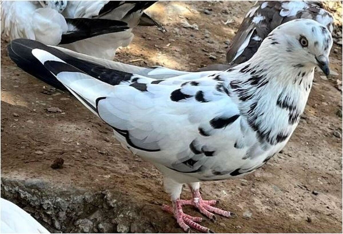 نگاهی به بازار داغ دوست داران کبوتر!