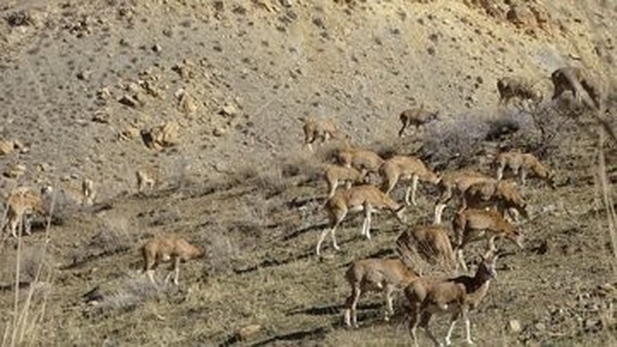 افزایش ۱۲ درصدی جمعیت کل و بز در منطقه شکار ممنوع «خرمنه سر»