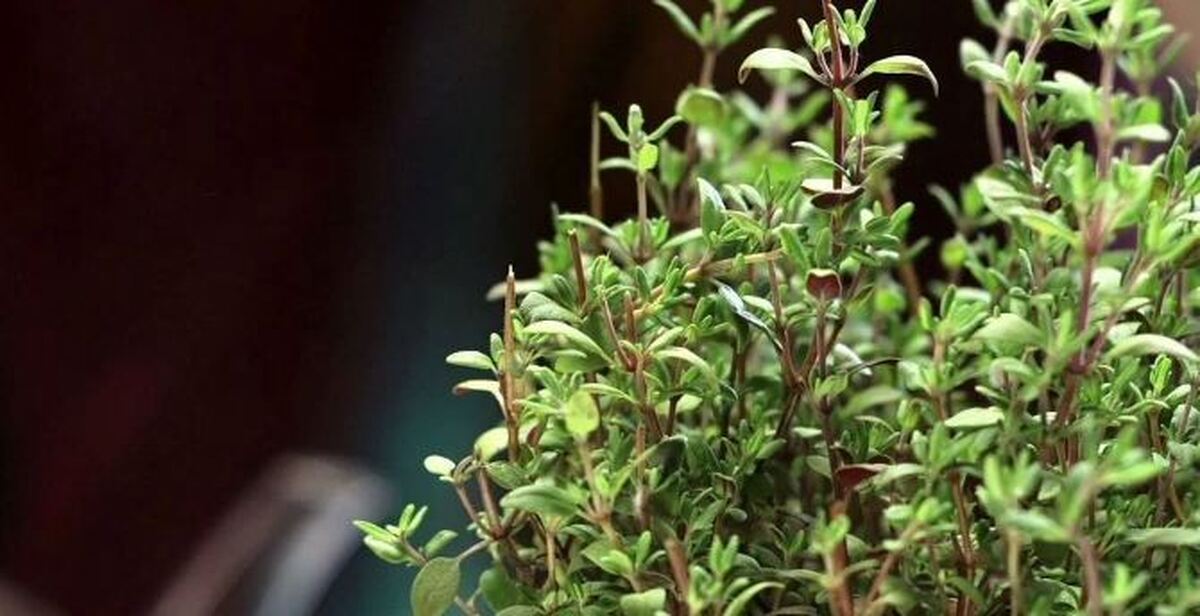 دمنوش آویشن با کاهش اشتها و هضم سریع غذا باعث لاغری می‌شود
