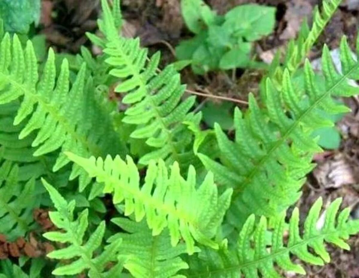 گیاه بسفایج و خواص آن را بشناسید!