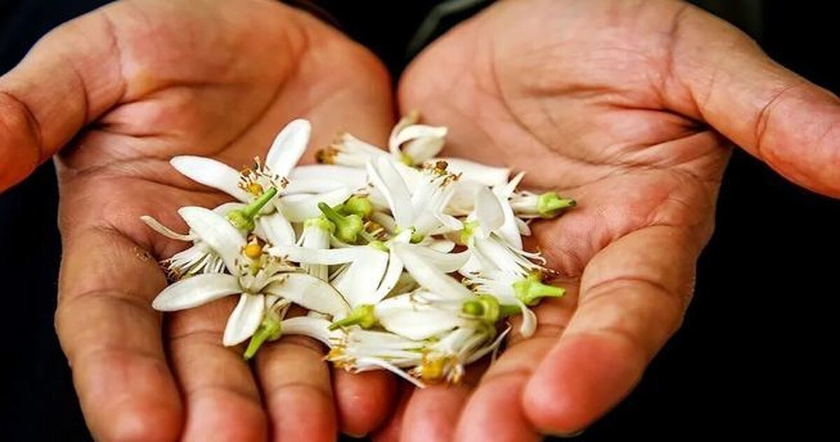 آیا می‌دانید عرق بهار نارنج چگونه باعث لاغری و کاهش وزن می‌شود؟