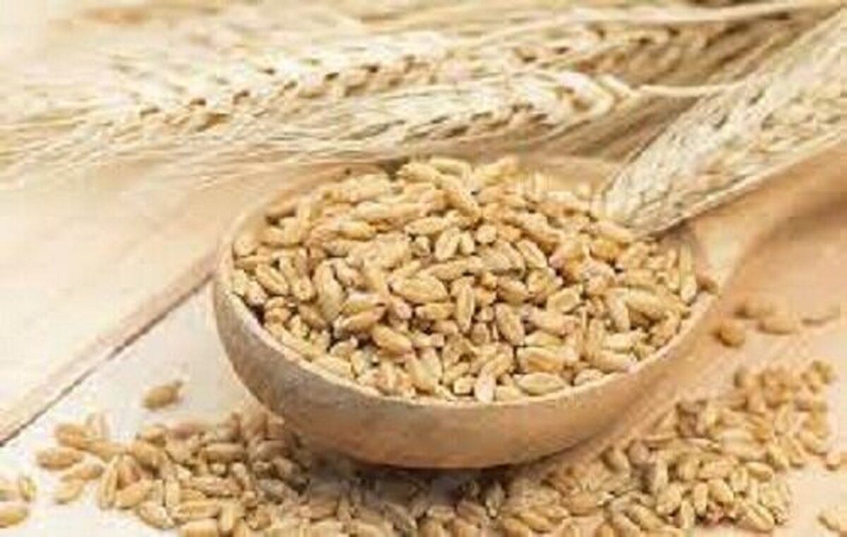 جو دو سر در زمستان چه فوایدی به همراه دارد؟