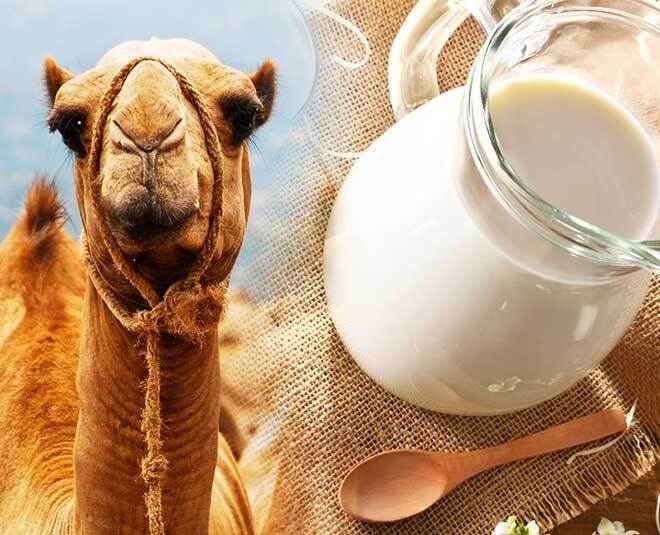 معایب و مزایای مصرف شیر شتر که کسی به شما نمی‌گوید