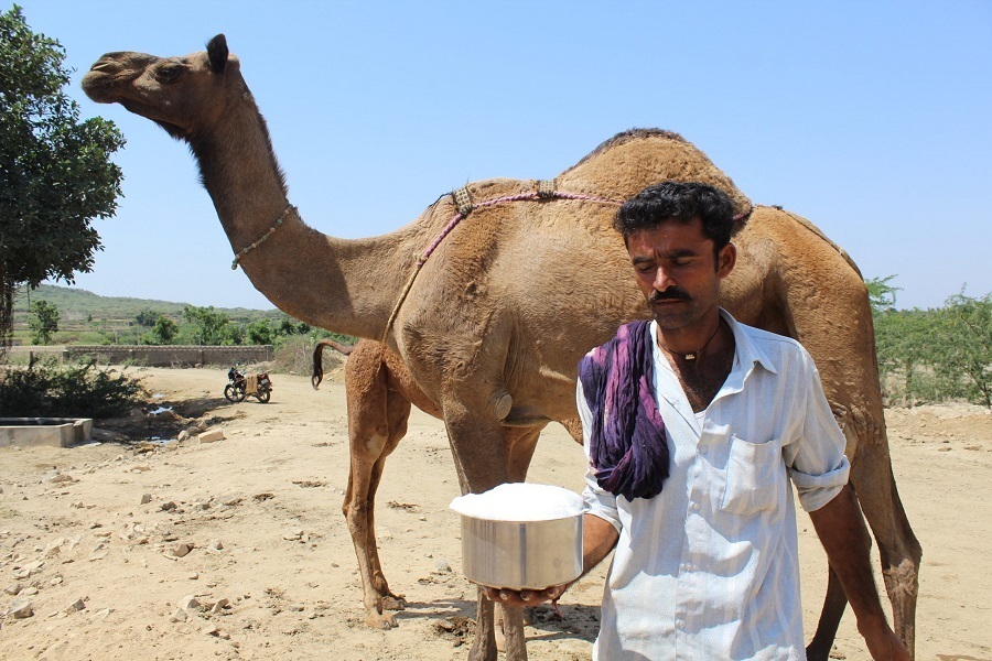 معایب و مزایای مصرف شیر شتر که کسی به شما نمی‌گوید