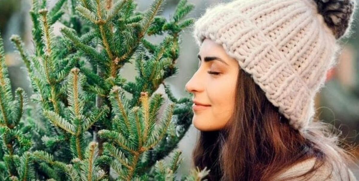 درختان سوزنی‌برگ کریسمس چگونه در زمستان‌های یخبندان دوام می‌آورند؟