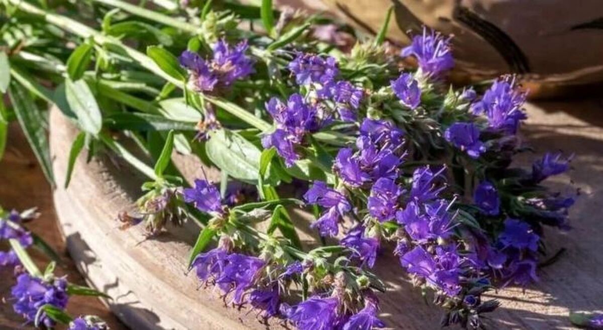 فواید گیاه دارویی زوفا برای انواع درد و ناخوشی های انسان + مضرات