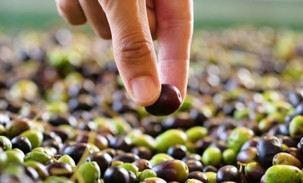 روش‌های سنتی و مدرن برای گرفتن تلخی زیتون /کدبانو‌ها بخوانند!