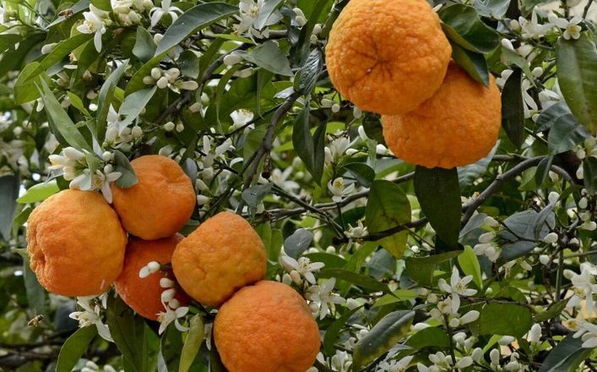 رفع سردرد‌های میگرنی و دردناک با معجزه بهارنارنج