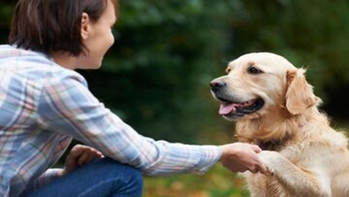 تلاش عمدی سگ ها برای خنداندن صاحبانشان