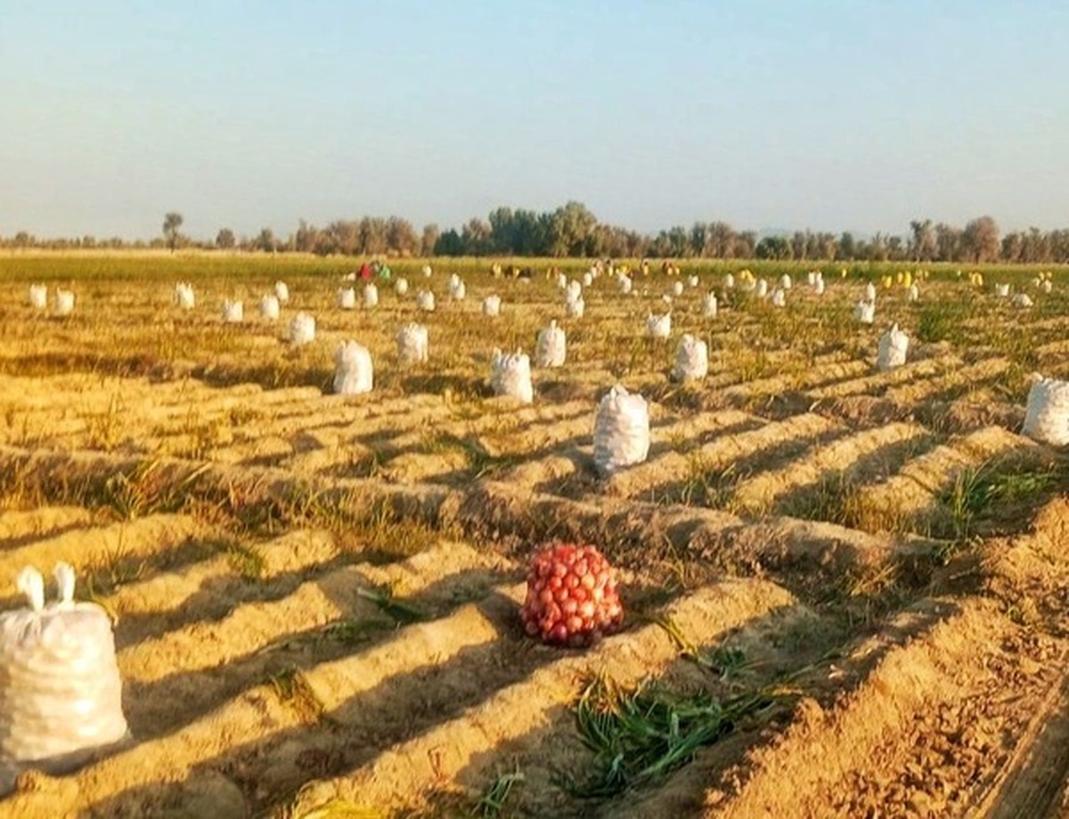 آغاز برداشت پیاز از مزارع کشاورزی سیستان و بلوچستان