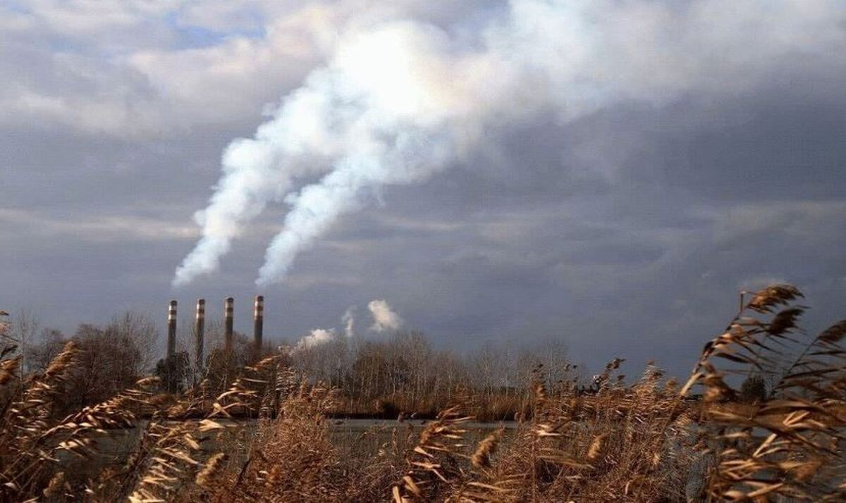 مازوت سوزی‌ها بلای جان جنگل‌های هیرکانی شد