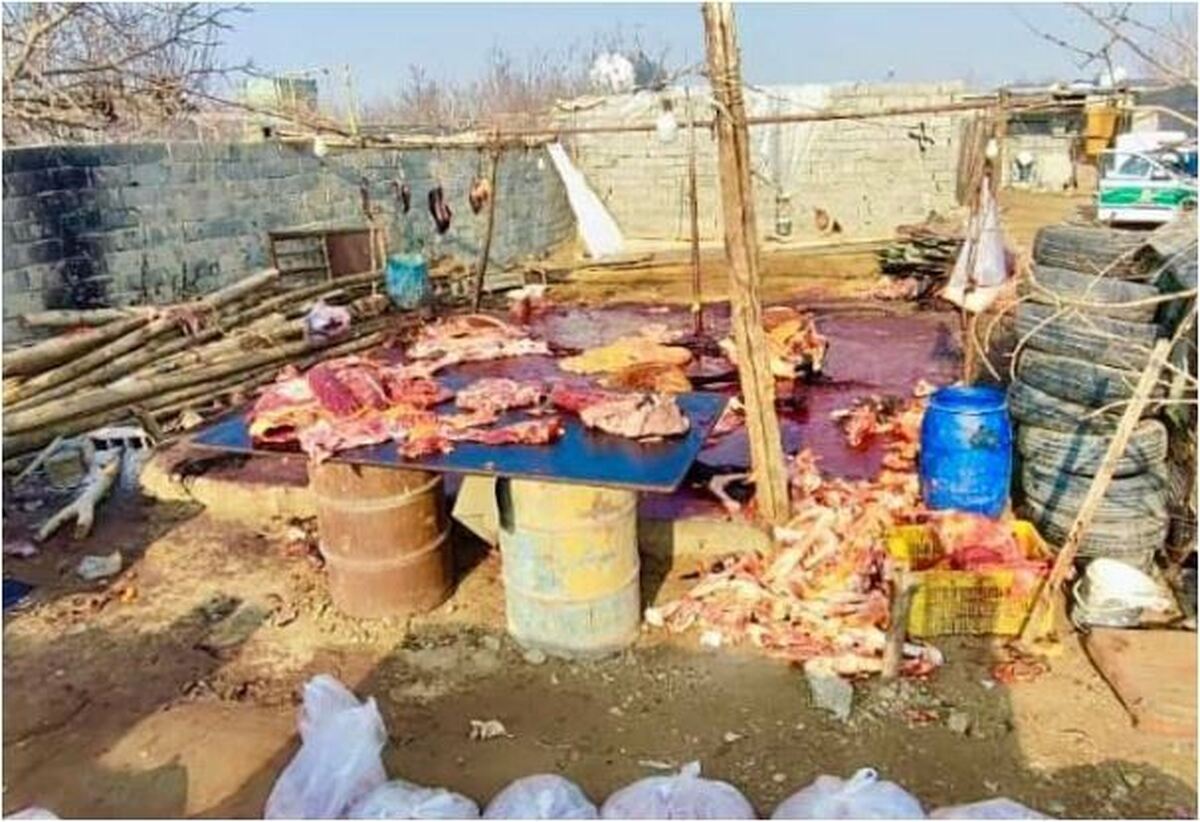کشف ۱۰ راس از حرام گوشتان در یک کشتارگاه نزدیک به تهران