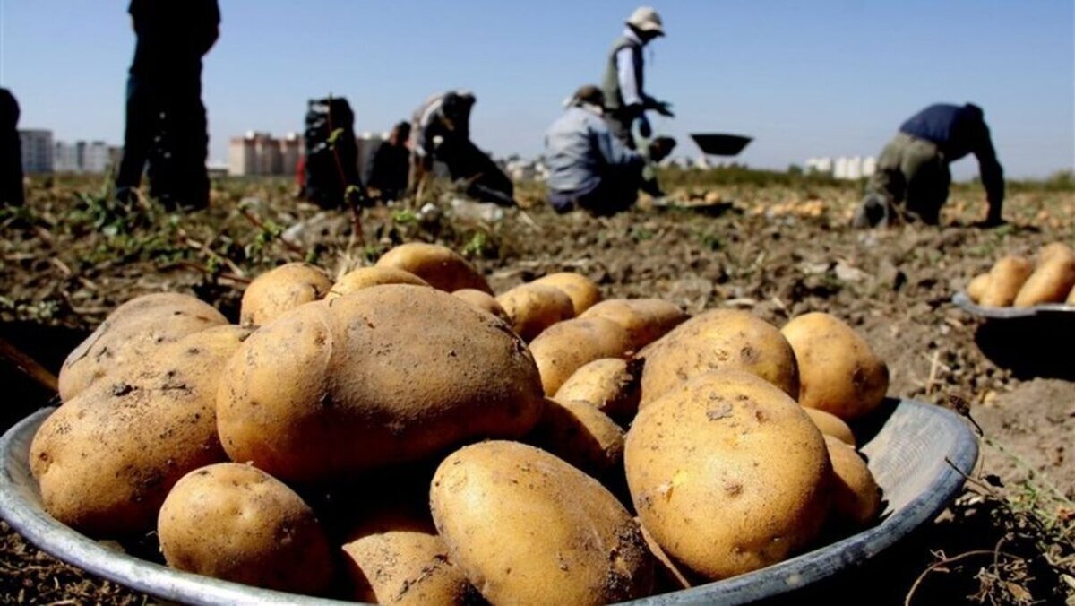 چرا قیمت سیب زمینی نجومی شد؟