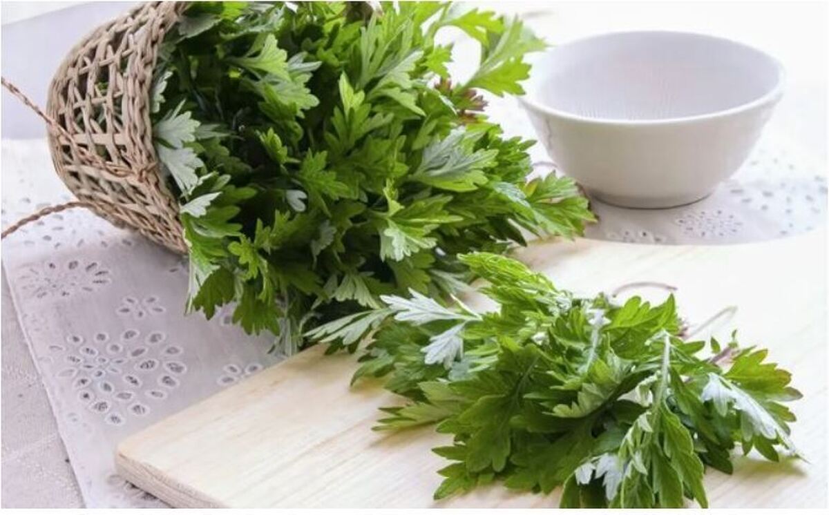 با این گیاه دارویی ارزشمند سرطان روده بزرگ را ریشه کن کنید
