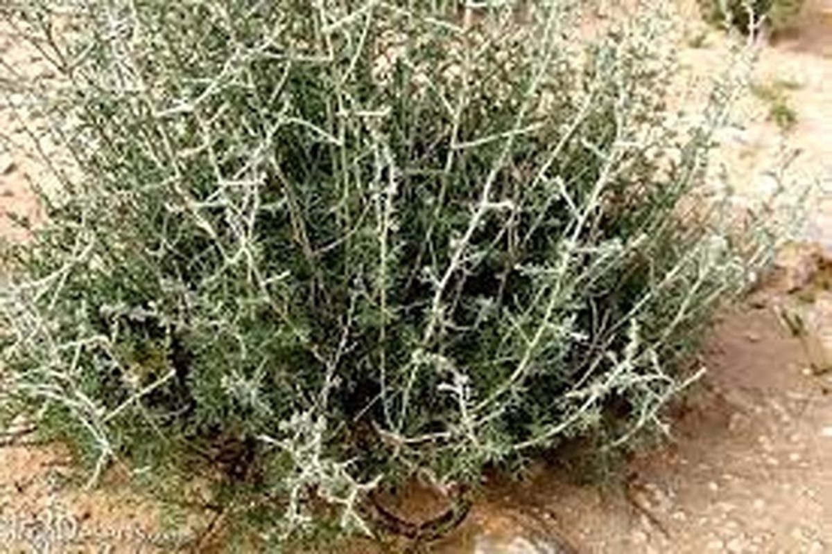 برداشت گیاه یوشان، فرصتی برای سلامتی و اقتصاد مرادعلی کندی