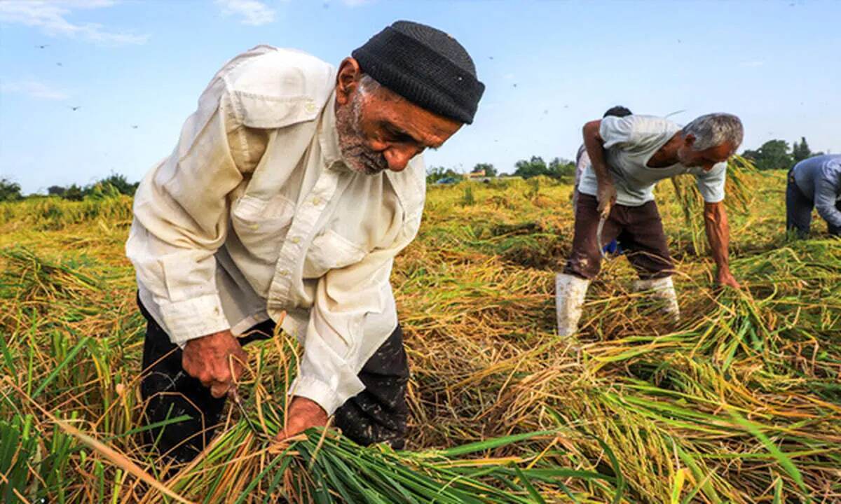 ابلاغیه جدید درمورد کارمزد و جریمه دیرکرد وام‌های کشاورزان خسارت دیده